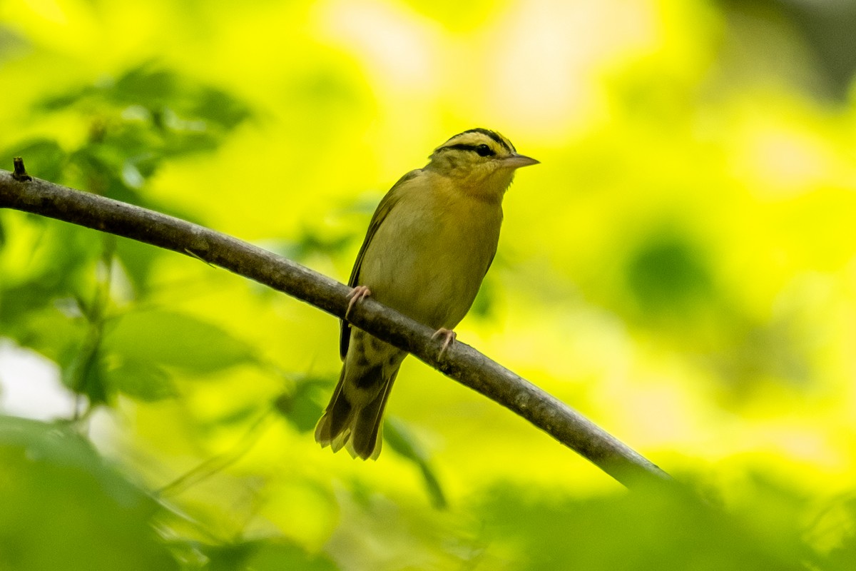 Worm-eating Warbler - ML618311007