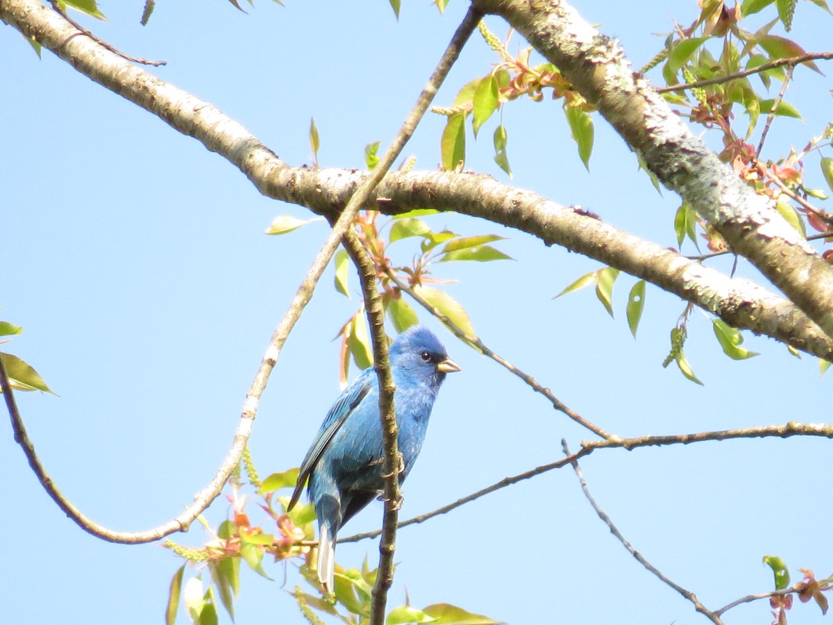 Indigo Bunting - ML618311011