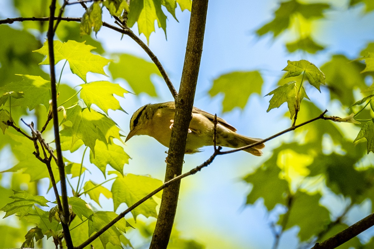 Worm-eating Warbler - ML618311021