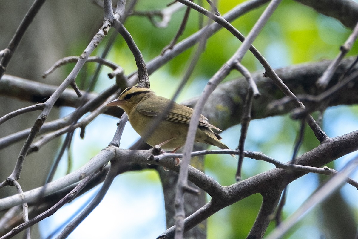 Paruline vermivore - ML618311024