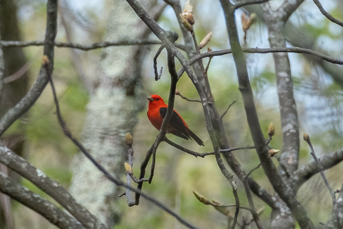 Scarlet Tanager - ML618311028