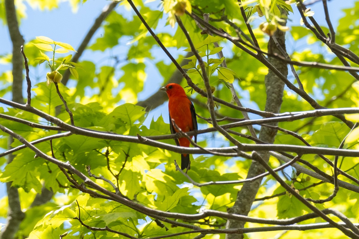 Scarlet Tanager - ML618311034