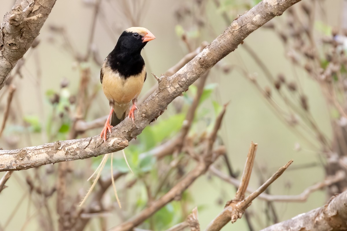 Straw-tailed Whydah - Daniel Danckwerts (Rockjumper Birding Tours)