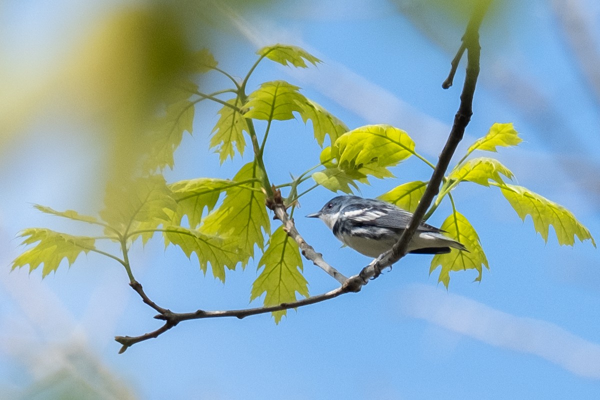 Paruline azurée - ML618311050