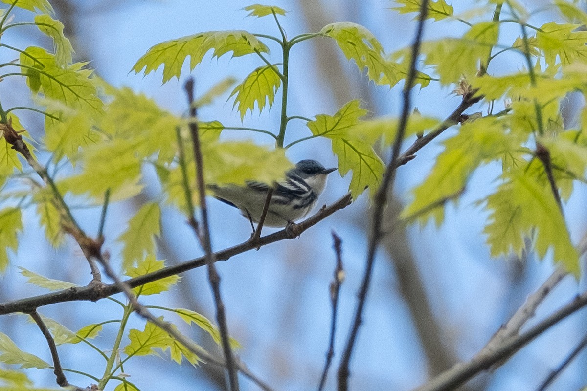 Cerulean Warbler - Tim Horvath