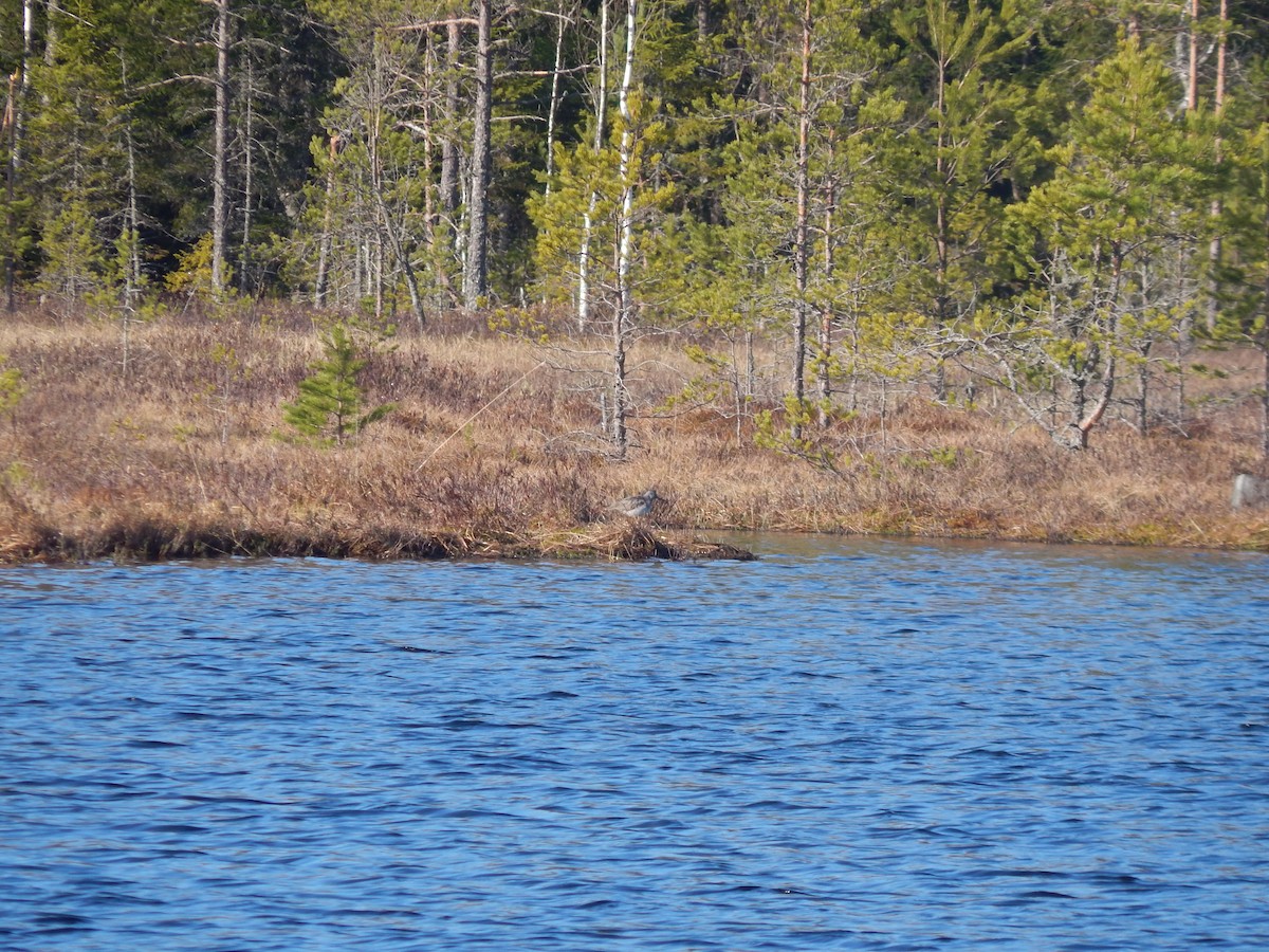 Common Greenshank - Тимофей Рыбаков