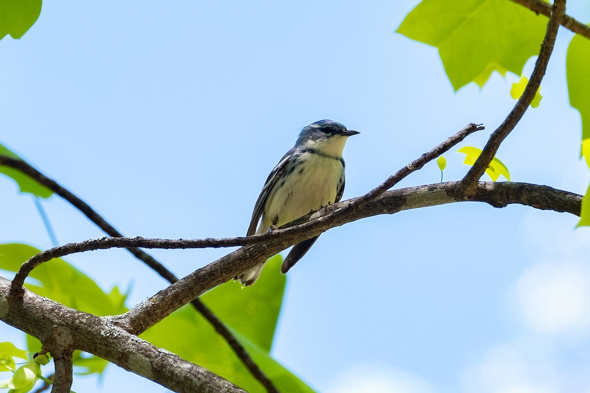 Cerulean Warbler - Tim Horvath