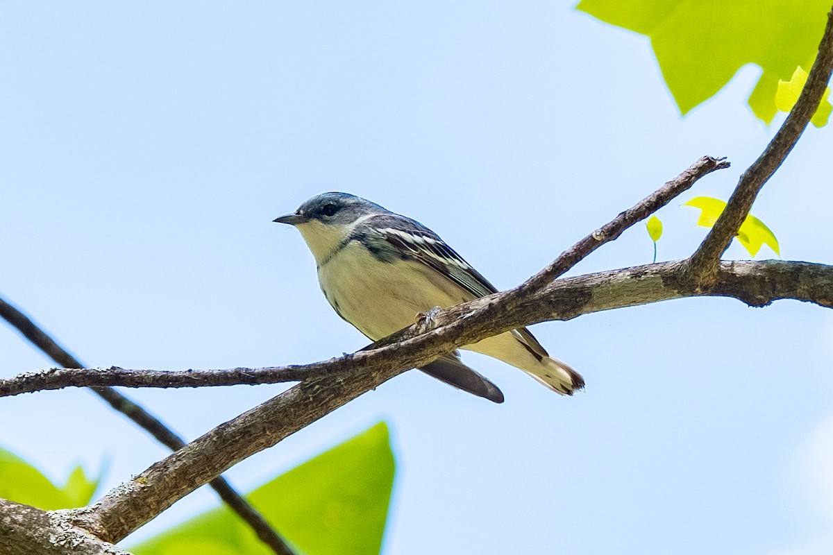 Cerulean Warbler - ML618311062