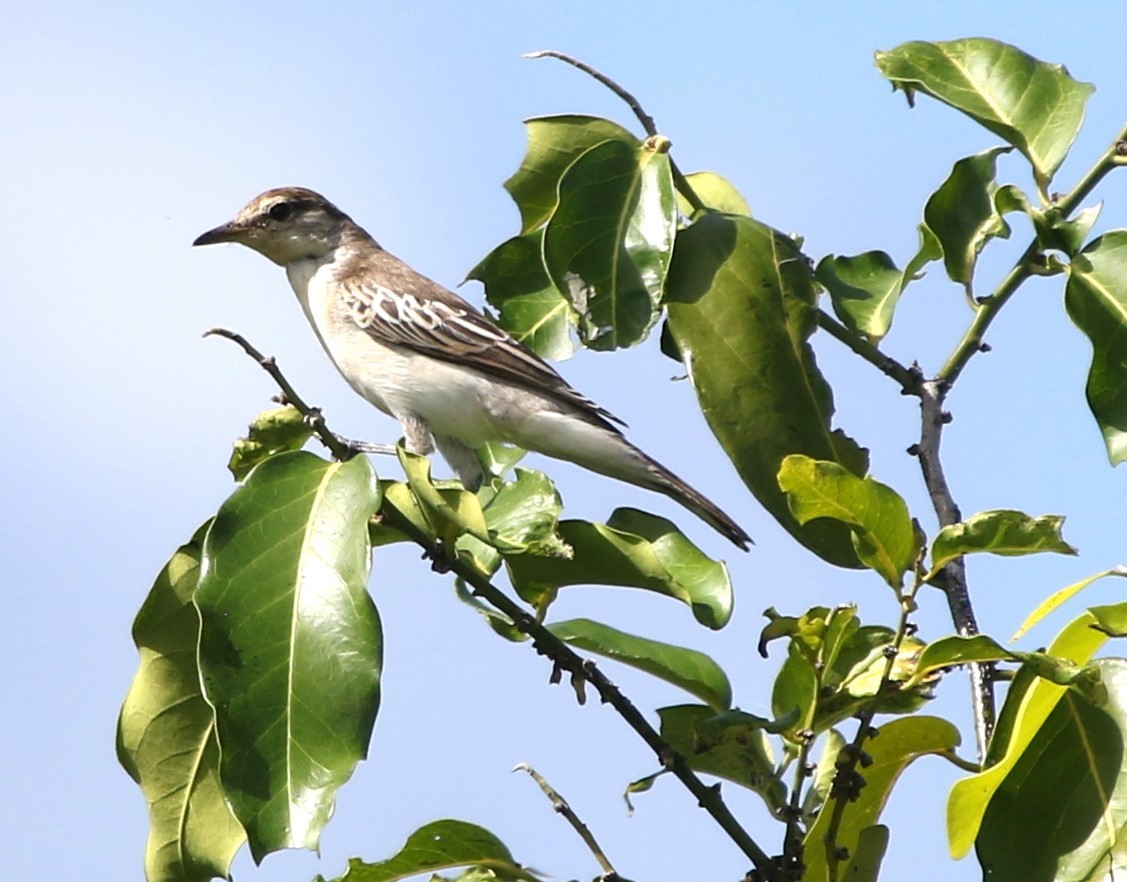 White-shouldered Triller - ML618311065