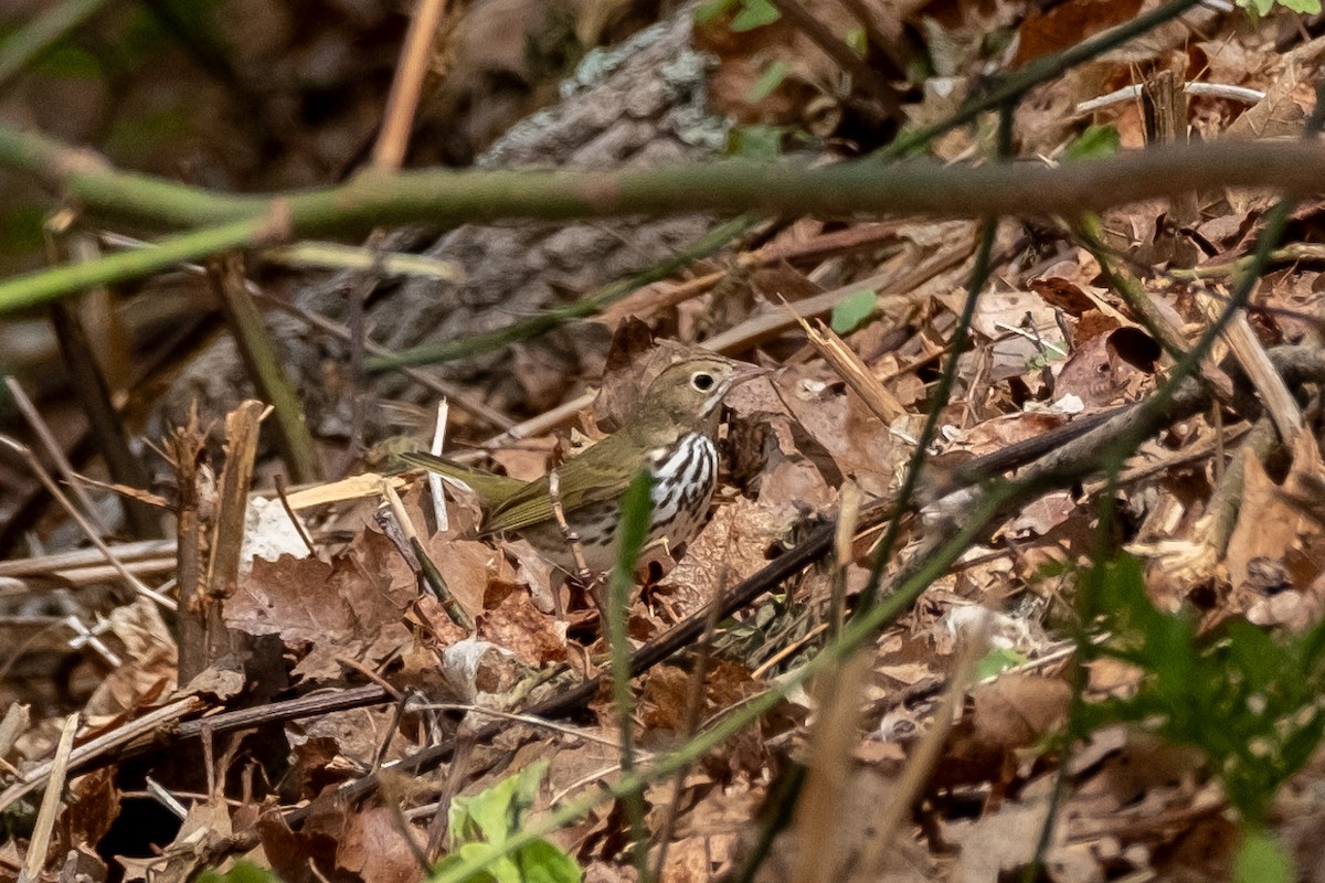 Paruline couronnée - ML618311077