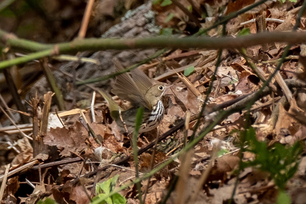 Paruline couronnée - ML618311078