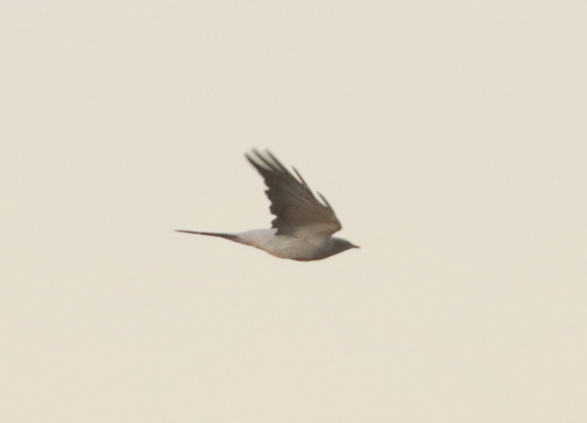 Ground Cuckooshrike - ML618311082