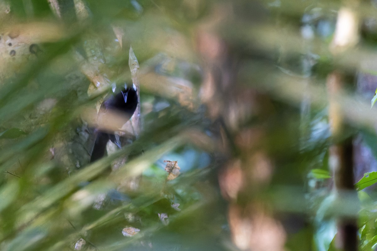 Crested Jayshrike - ML618311089