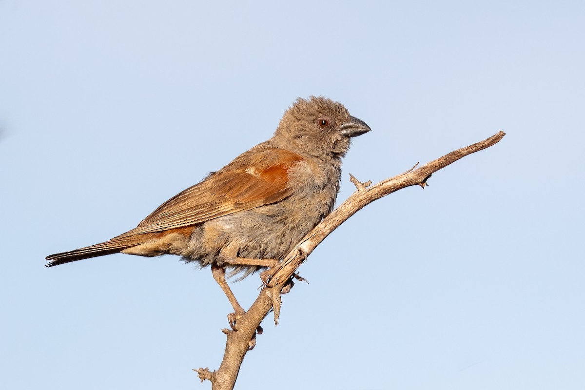 Parrot-billed Sparrow - Daniel Danckwerts (Rockjumper Birding Tours)
