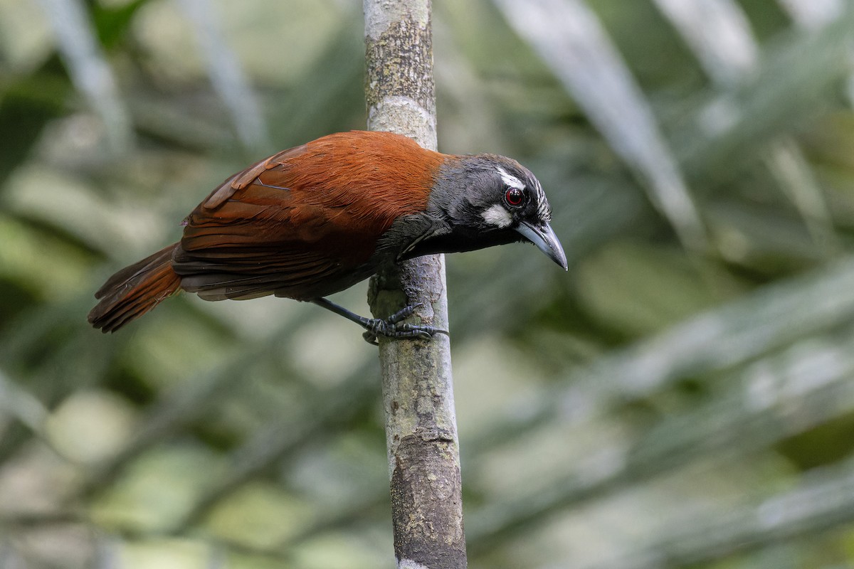 Black-throated Babbler - Muangpai Suetrong