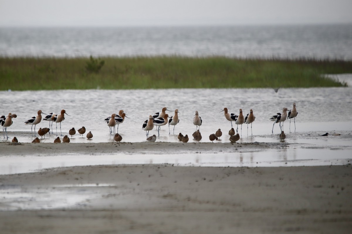 American Avocet - ML618311113