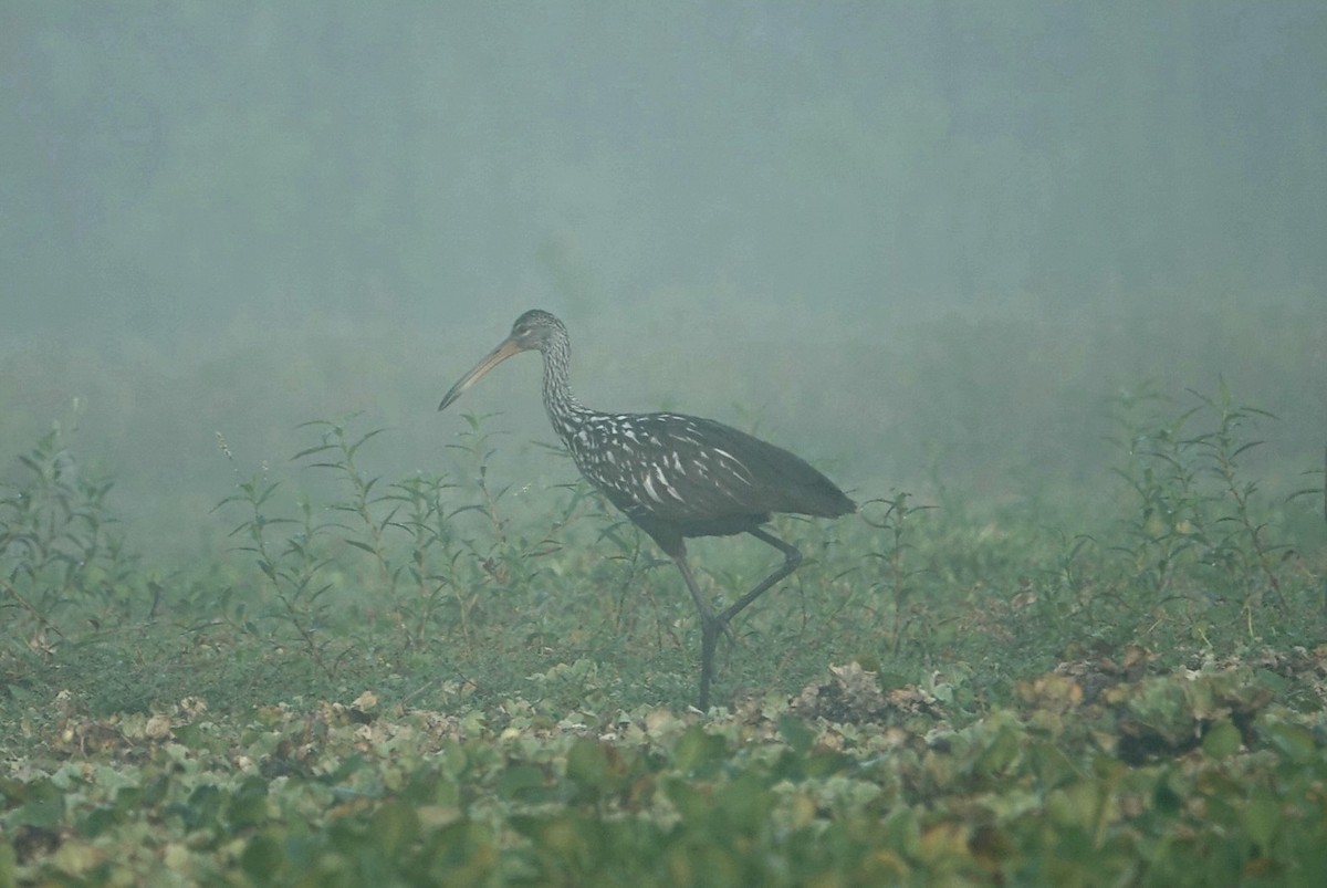 Limpkin - deborah grimes