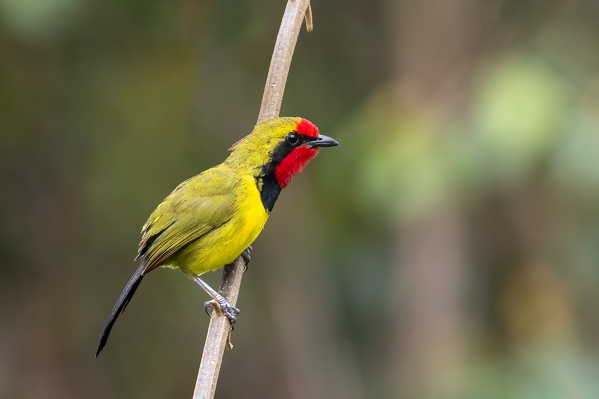 Gonolek de Doherty - ML618311126