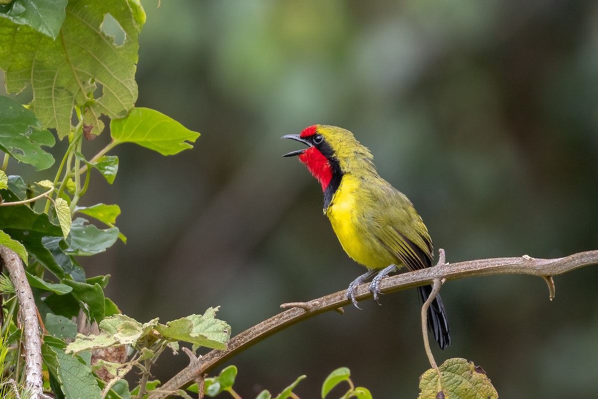 Gonolek de Doherty - ML618311127