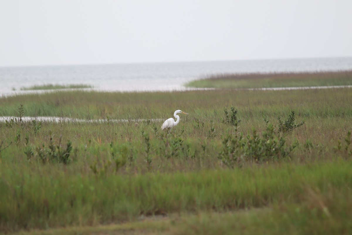 Great Egret - ML618311129