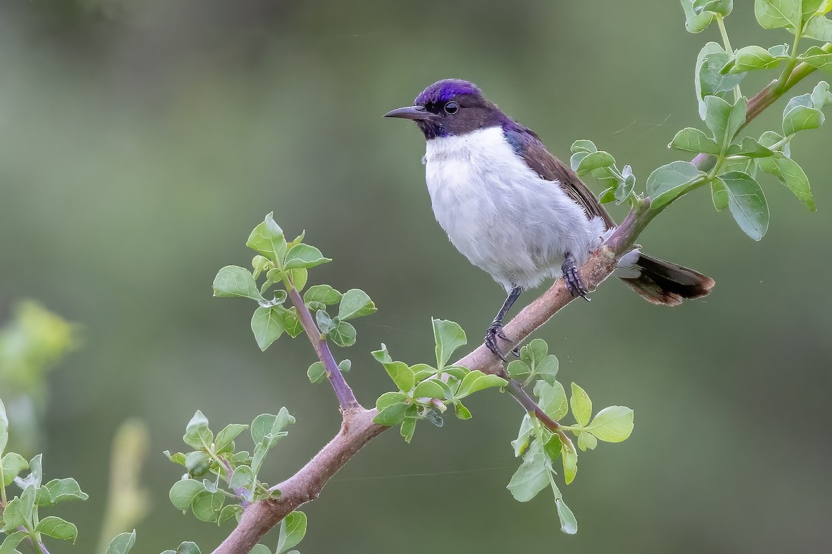 Eastern Violet-backed Sunbird - ML618311131