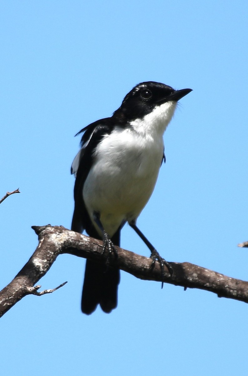 Timor Bushchat - Colin Trainor