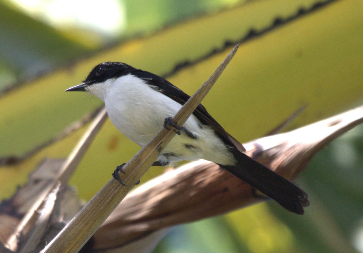 Timor Bushchat - ML618311158