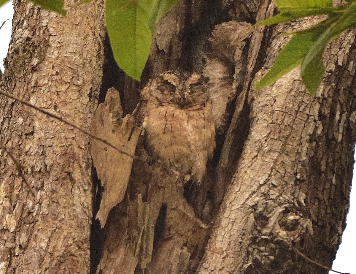 Indian Scops-Owl - ML618311162