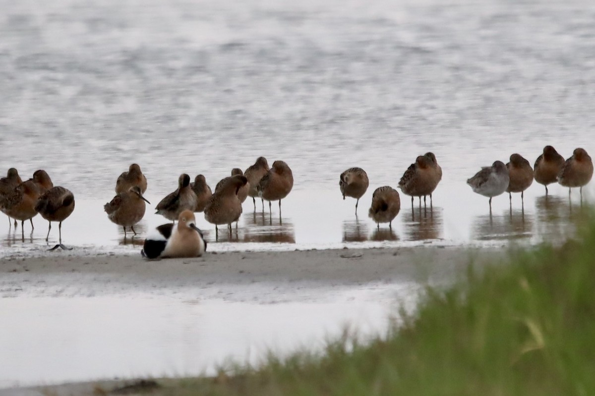 Short-billed/Long-billed Dowitcher - ML618311165