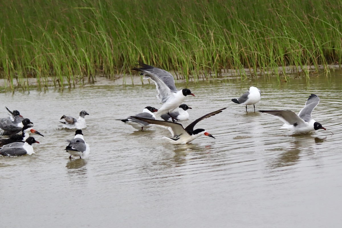 Mouette atricille - ML618311184