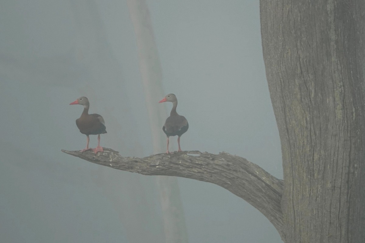 Black-bellied Whistling-Duck - ML618311188