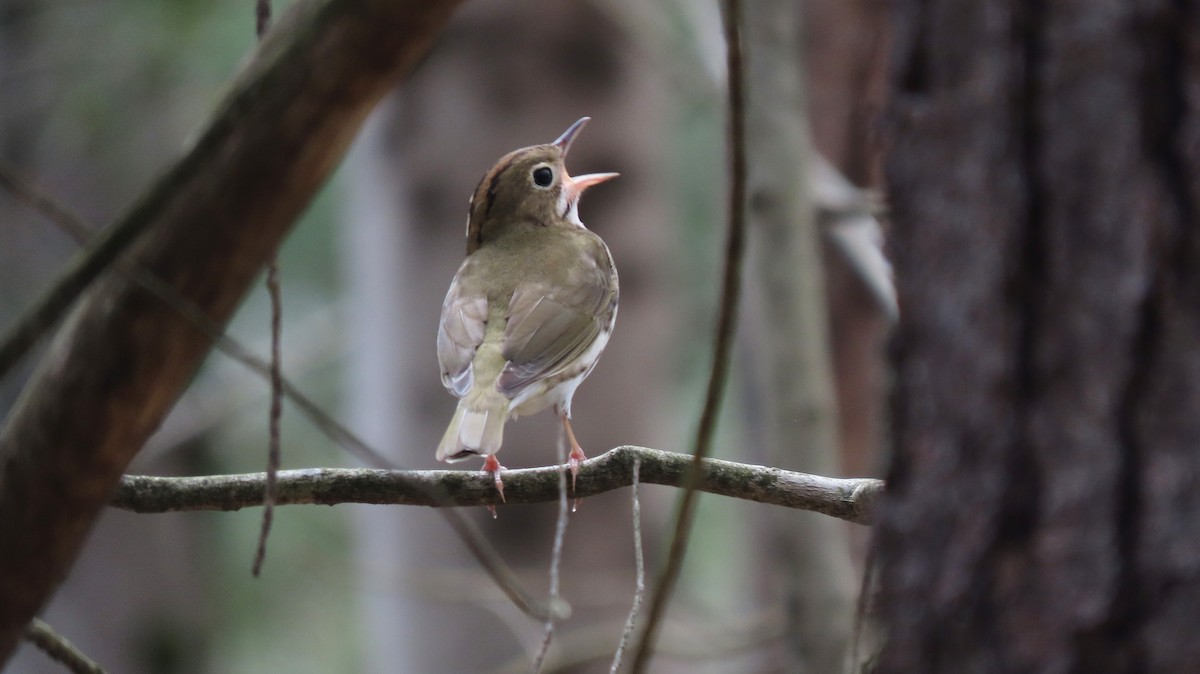 Ovenbird - Donald Slick