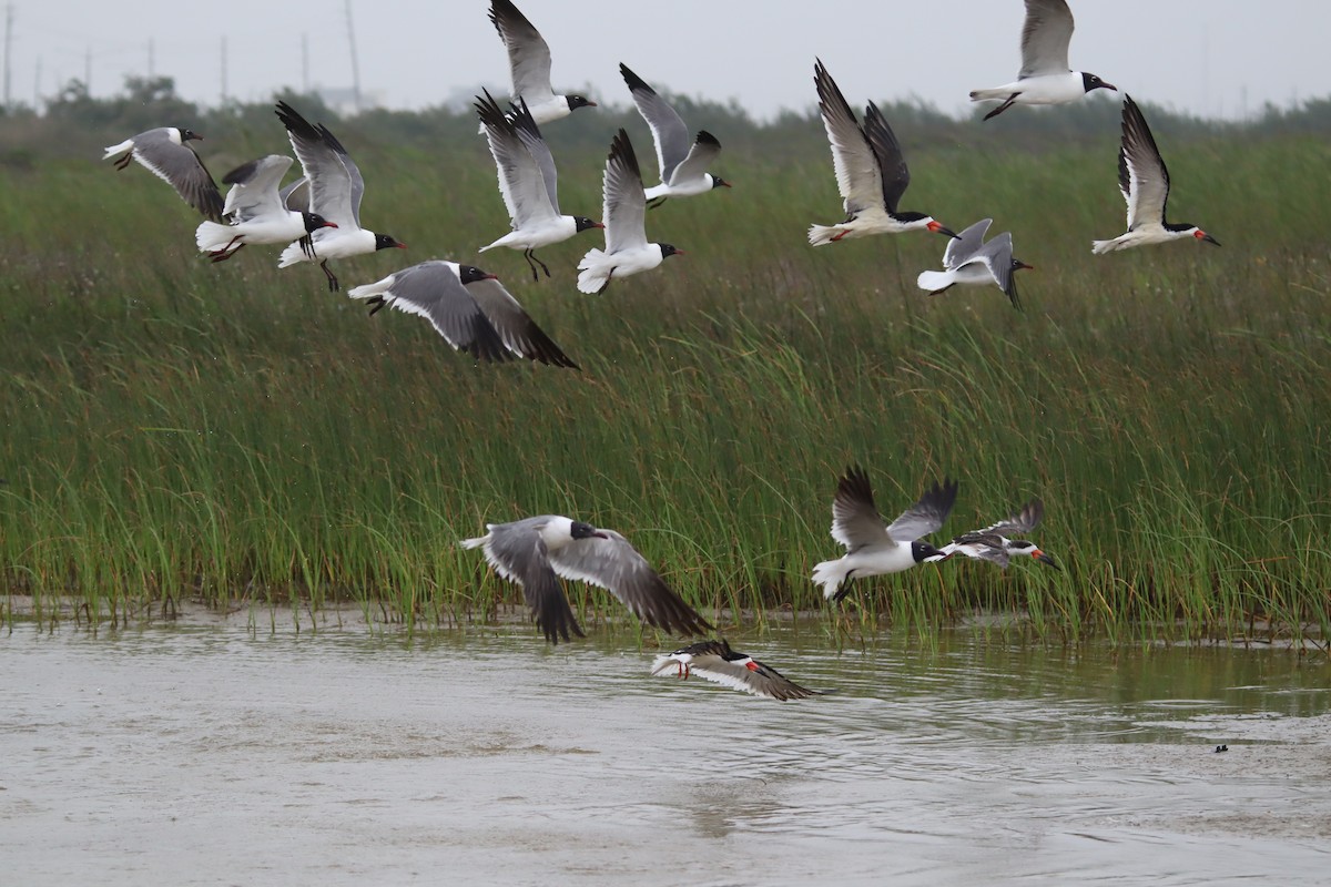 Gaviota Guanaguanare - ML618311194