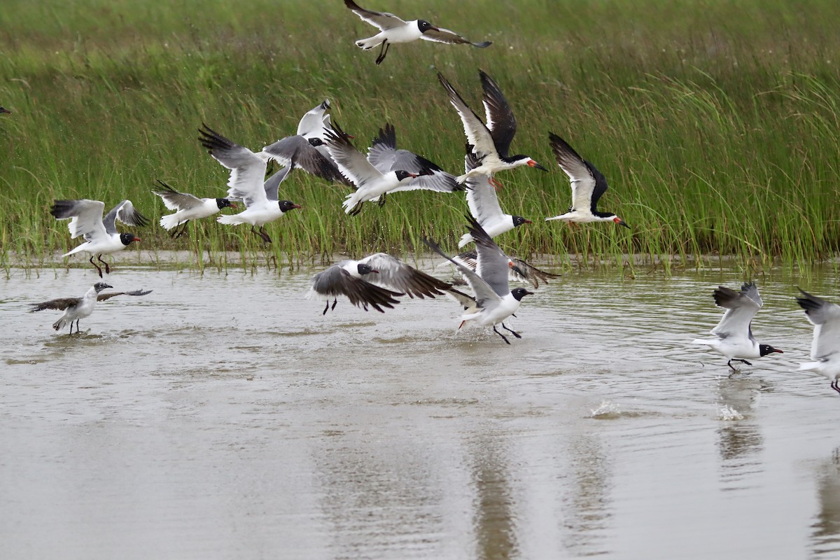 Mouette atricille - ML618311205