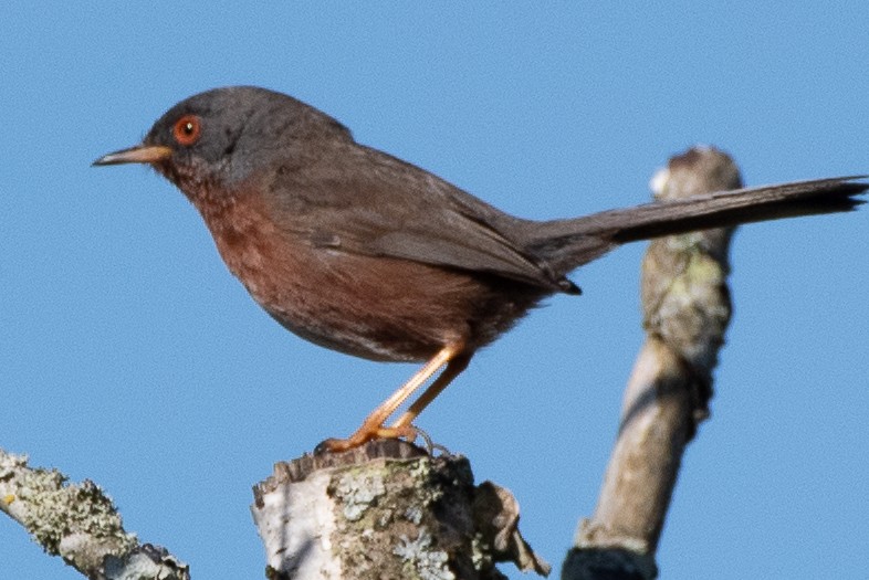 Dartford Warbler - Warren Schultze