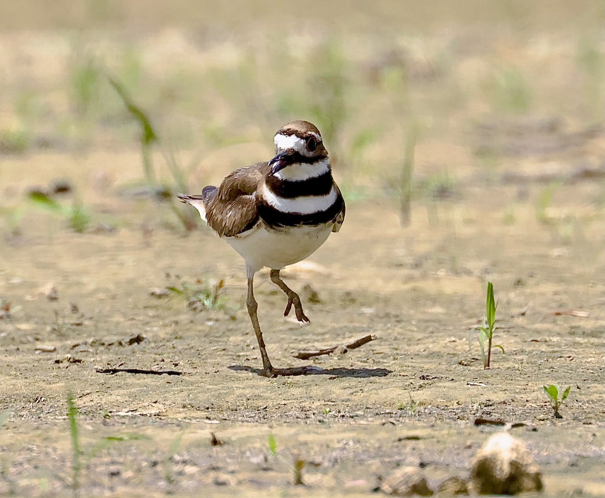 Killdeer - Steven & Darcy Shaddix