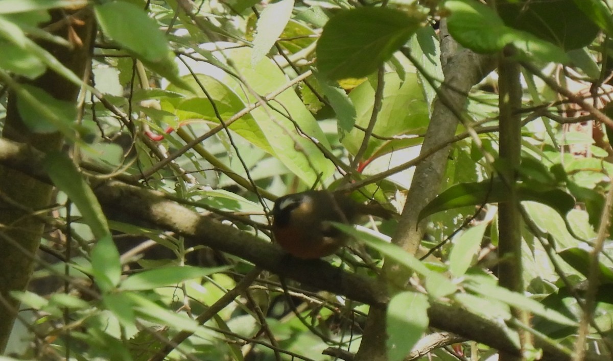 Nilgiri Laughingthrush - ML618311257