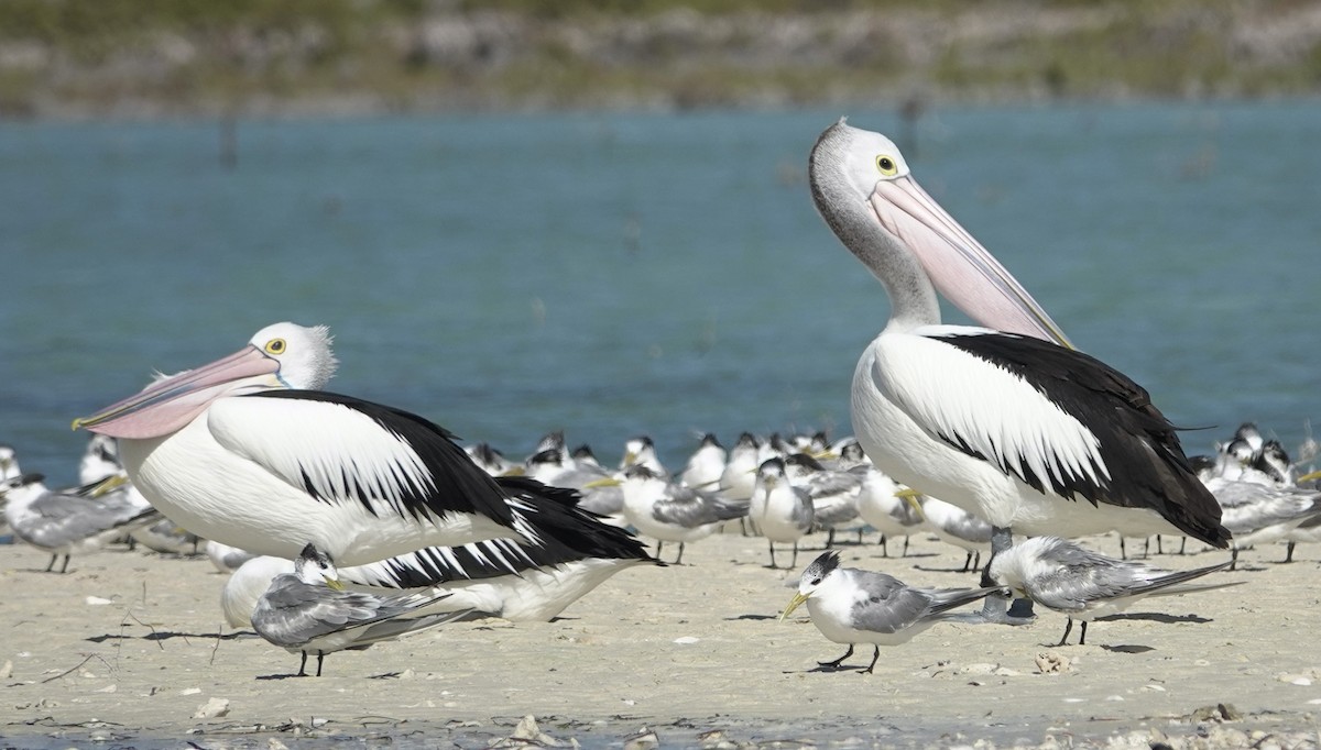 Australian Pelican - Snotty Foster