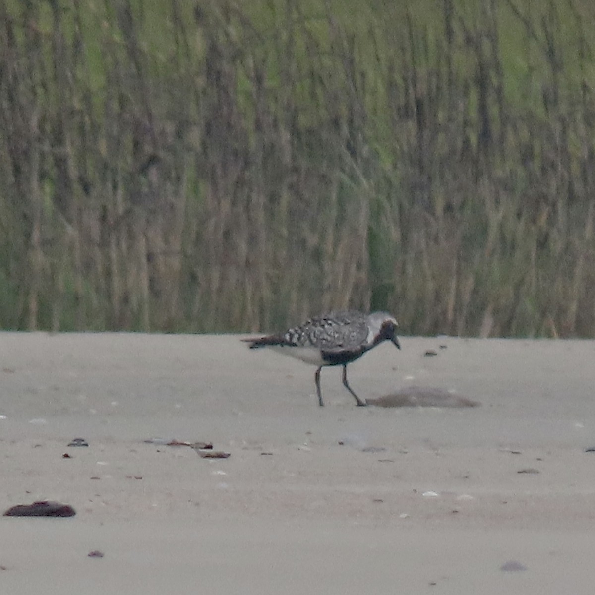 Black-bellied Plover - ML618311319