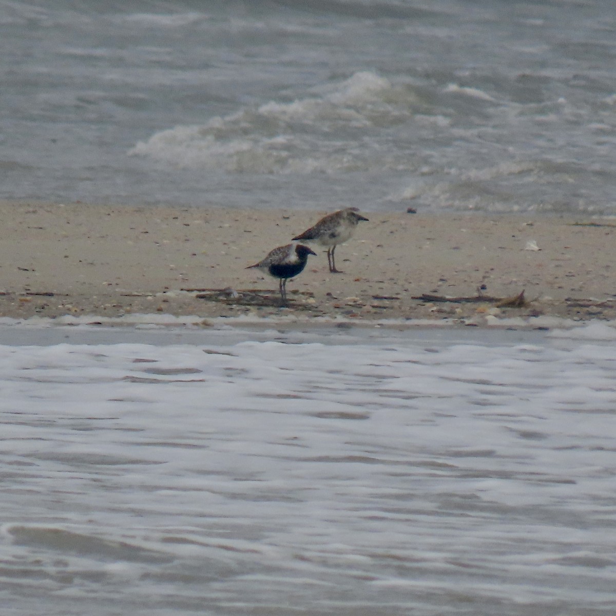 Black-bellied Plover - ML618311320