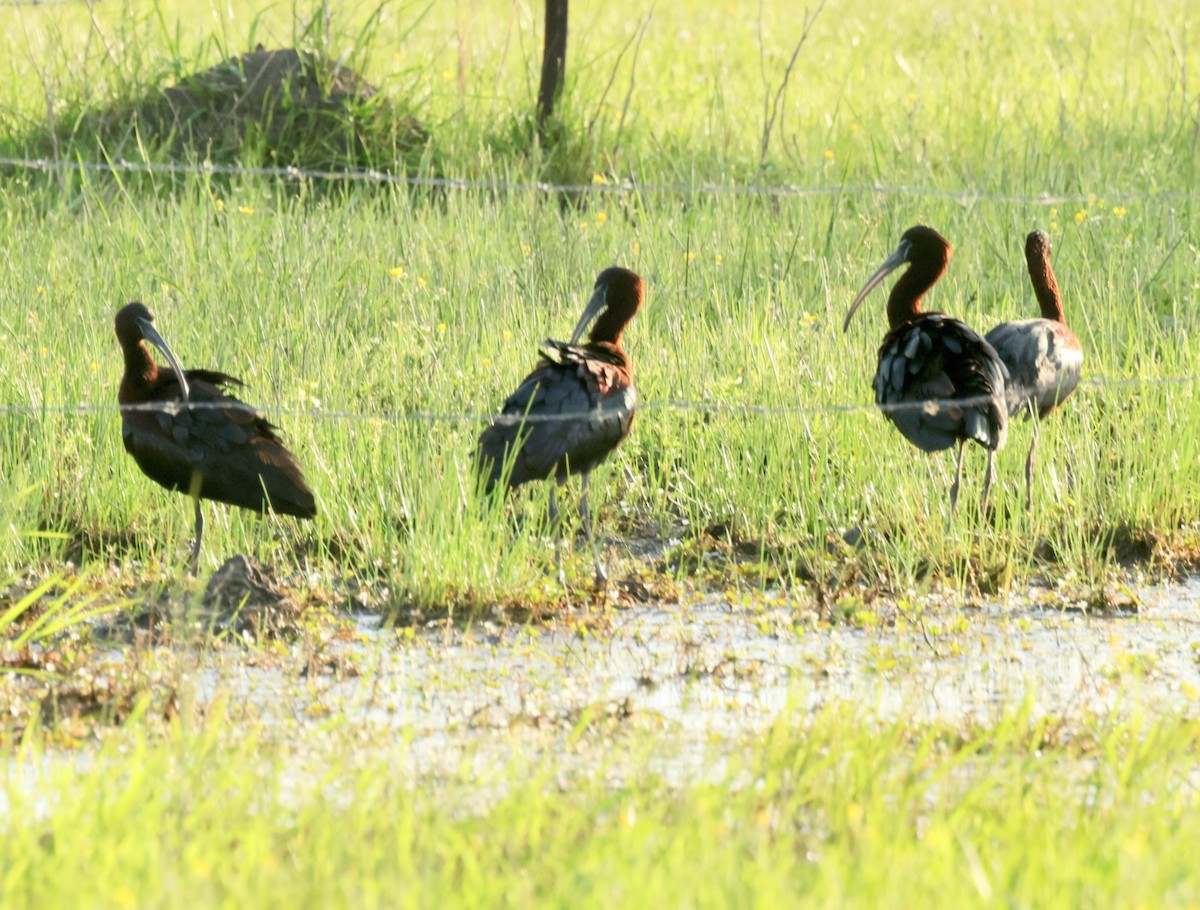 Glossy Ibis - Ken Oeser