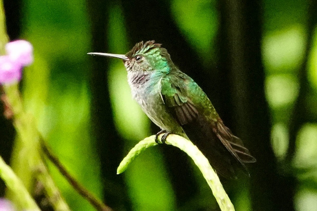 kolibřík modroprsý - ML618311387