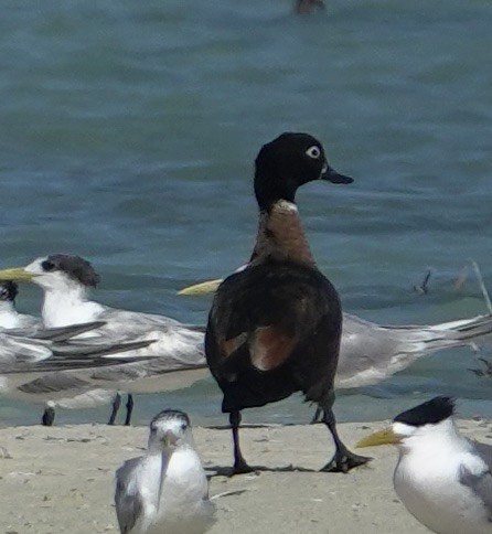 Australian Shelduck - ML618311416