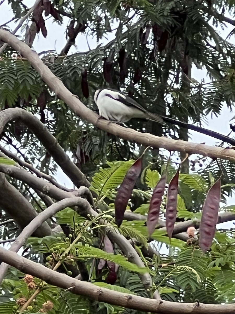 Pin-tailed Whydah - Robert Parsons