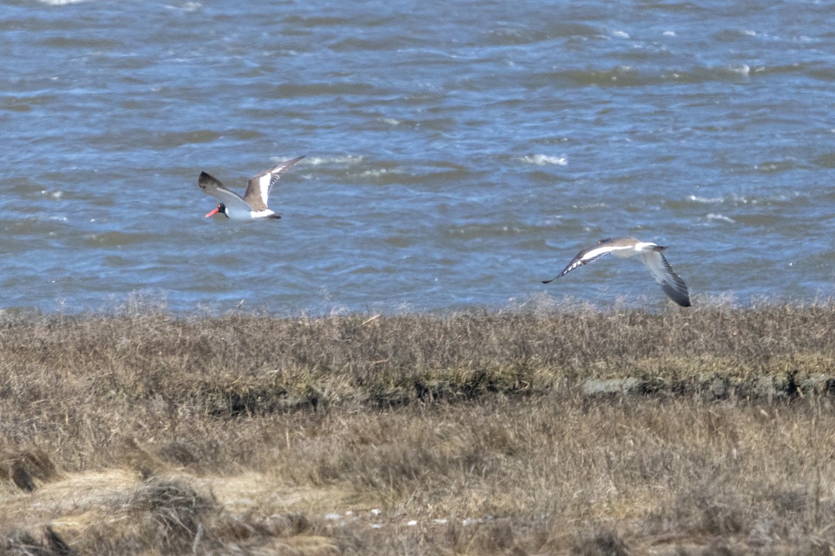 American Oystercatcher - ML618311420