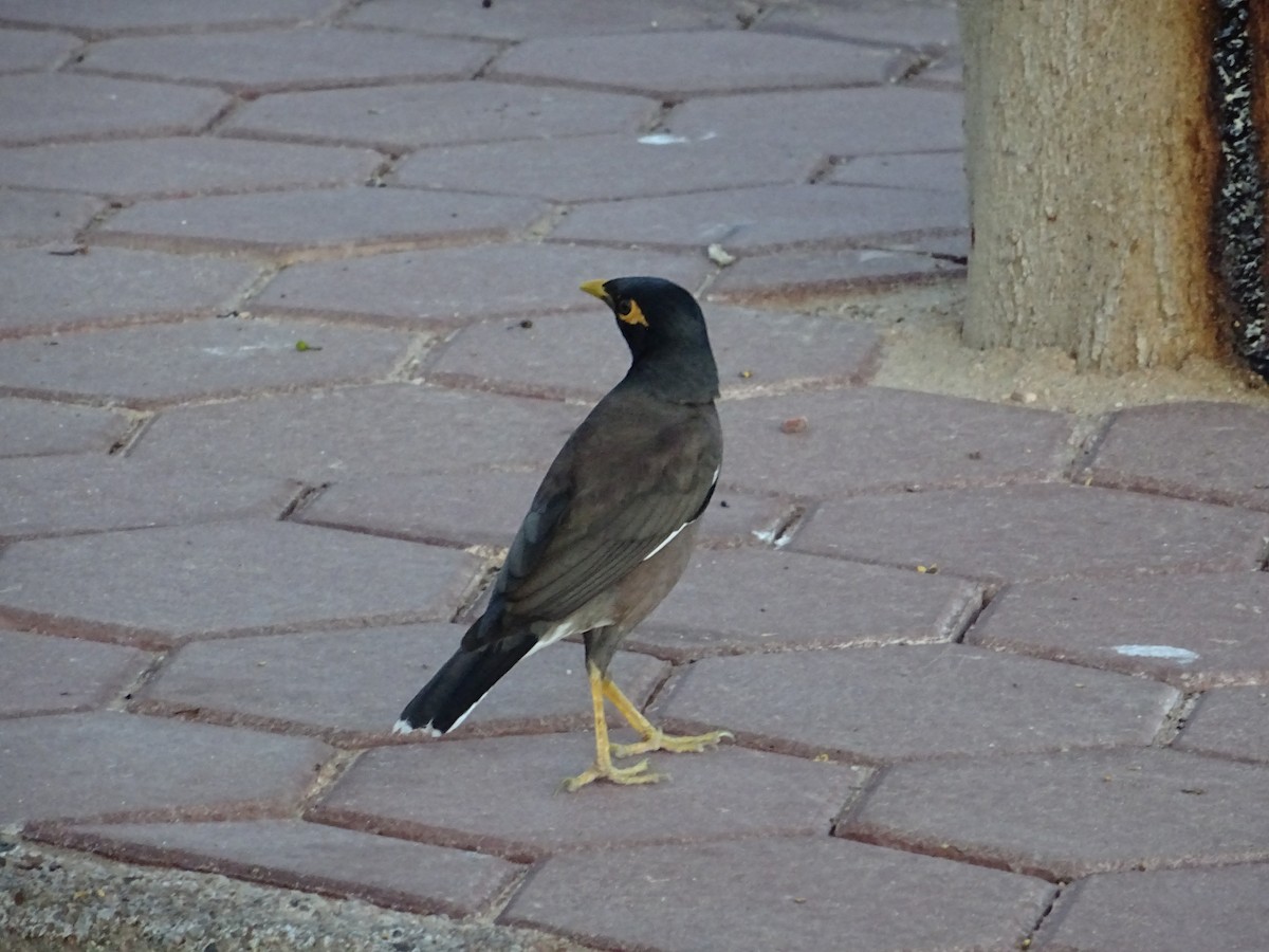 Common Myna - ML618311428