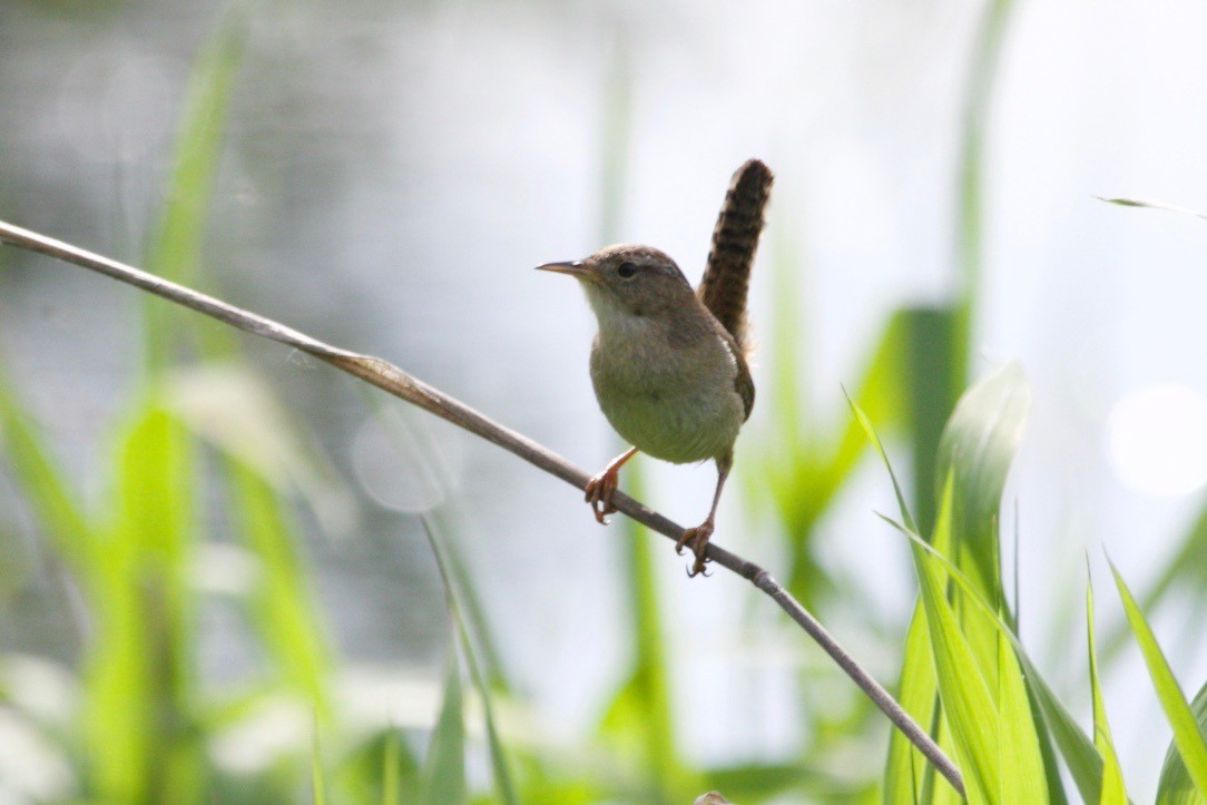 Marsh Wren - Loyan Beausoleil