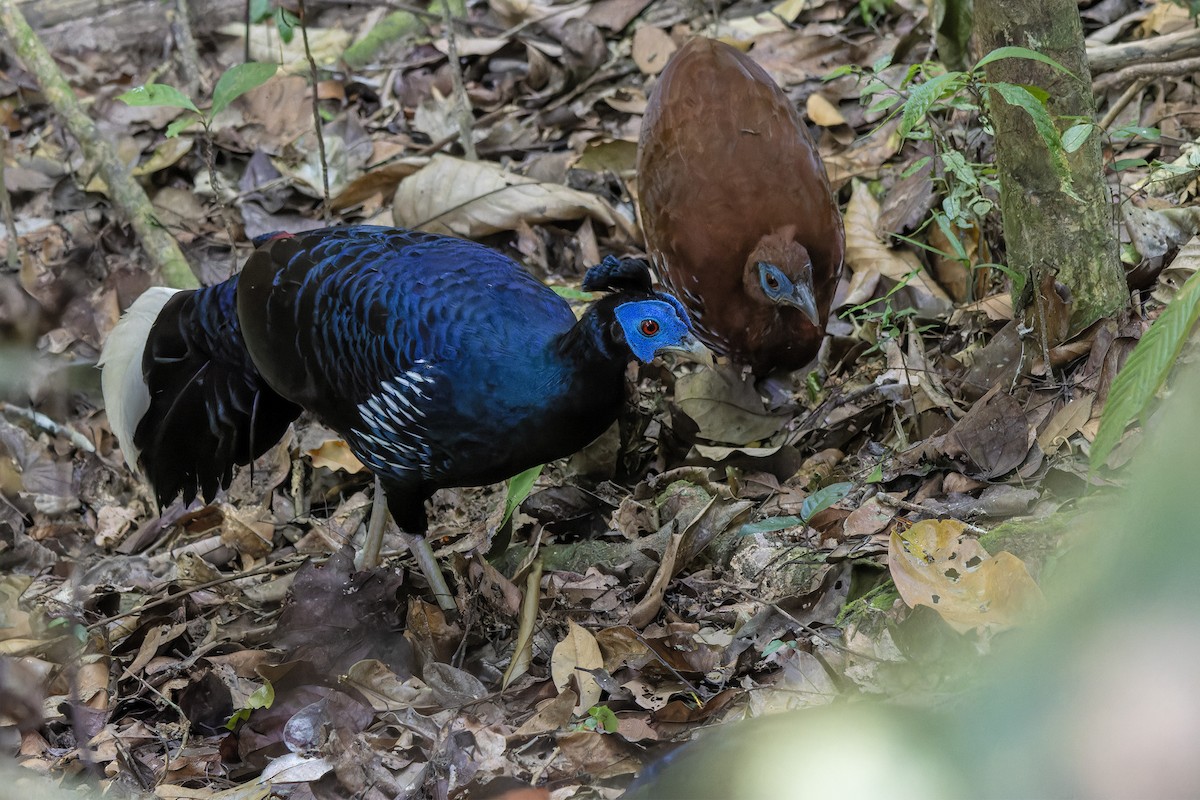 Malayan Crested Fireback - ML618311500