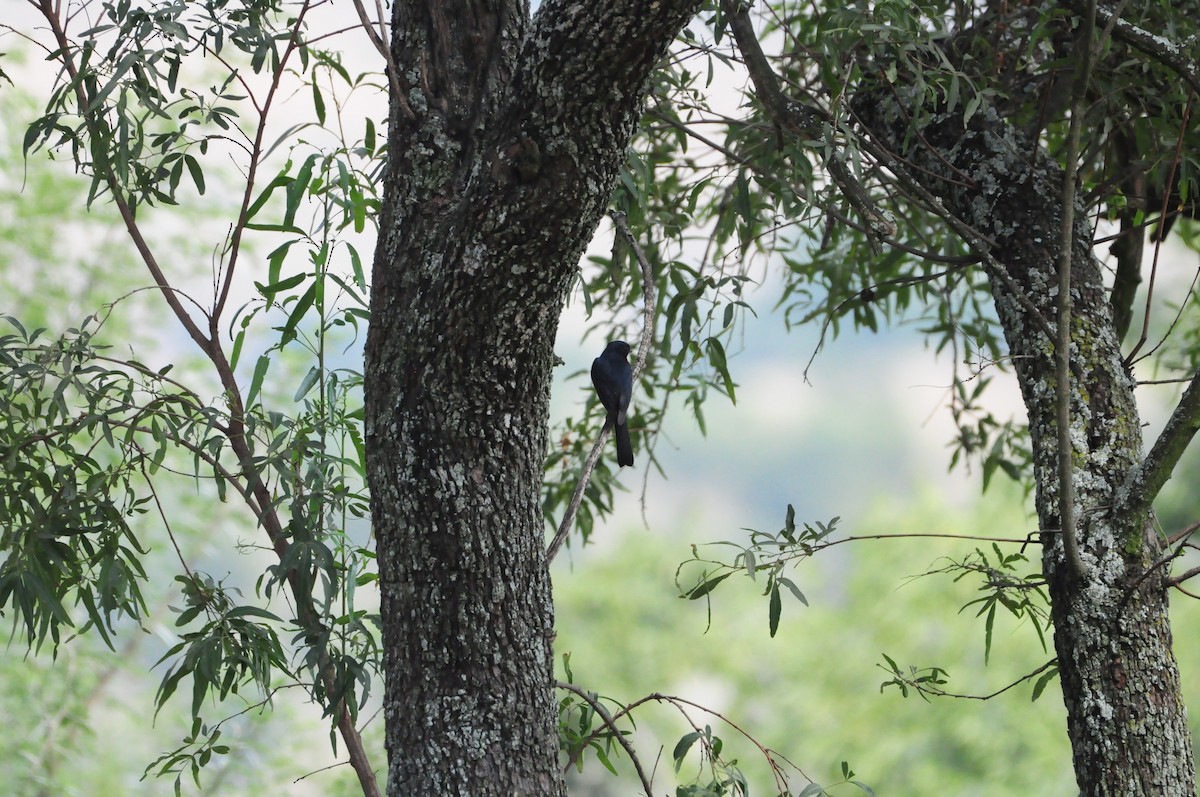 Black Cuckooshrike - ML618311564