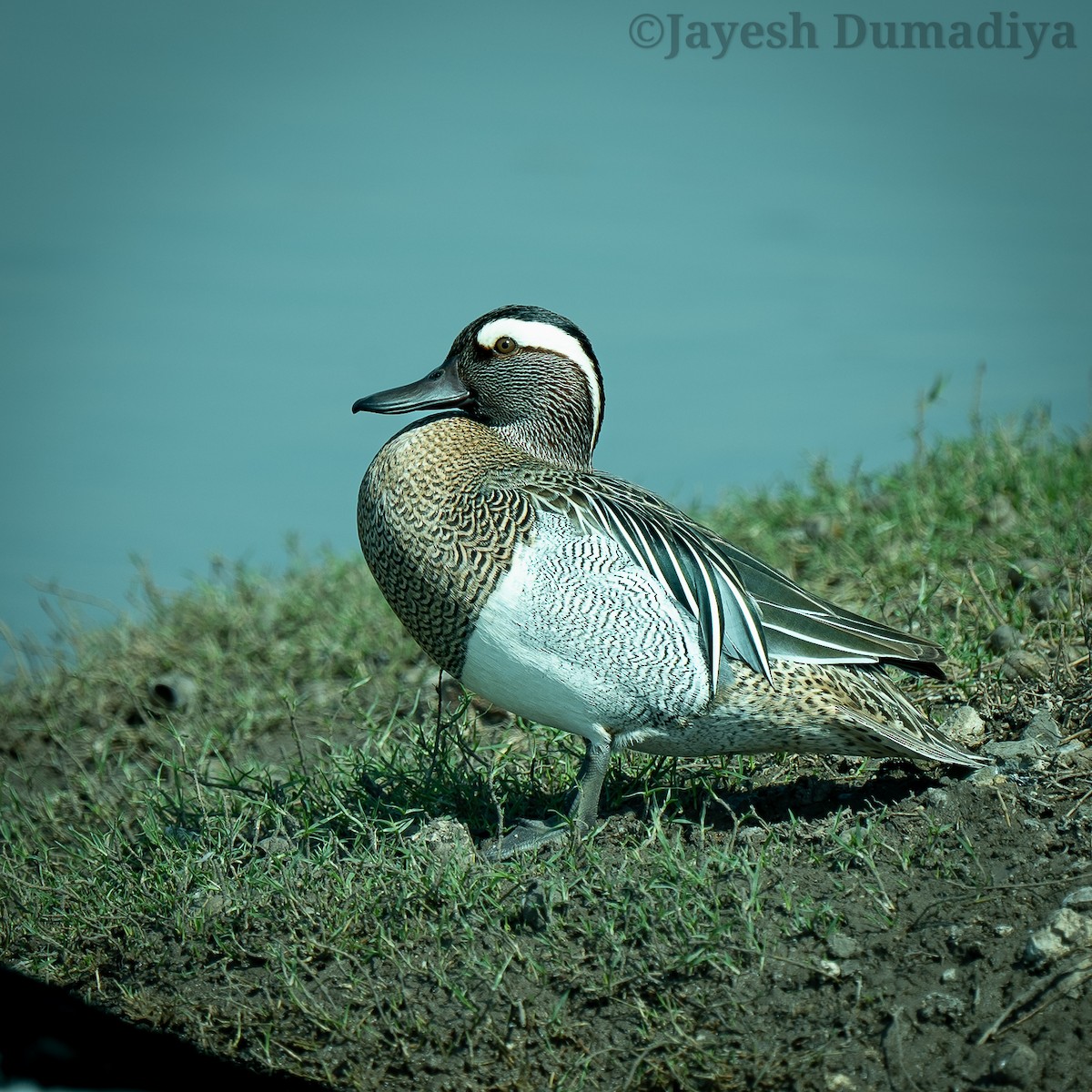 Garganey - Jayesh Dumadiya